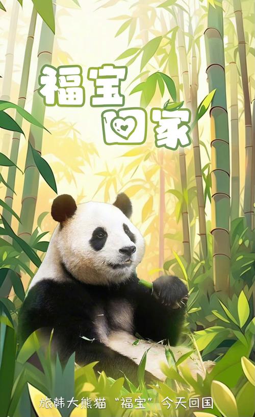 今天澳门晚9点35开特和4旅日大熊猫将回国与旅日20年熊猫将回国 视频