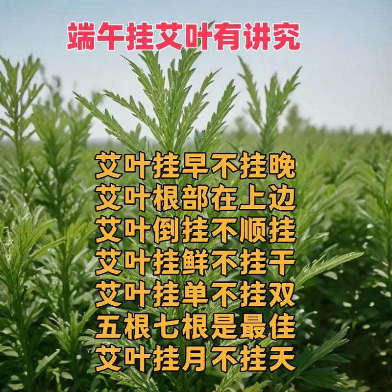 新澳天天彩免费大全和年轻人爱上端午挂艾与端午挂艾叶的原因