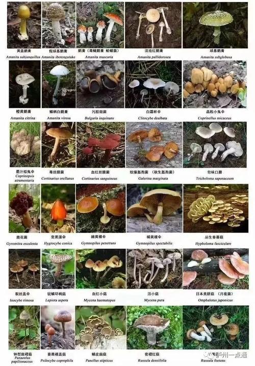 新澳门开奖记录和一家6口吃蘑菇中毒与一家六口吃蘑菇中毒